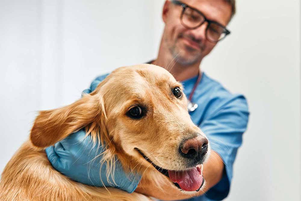 Glad hund hos veterinären